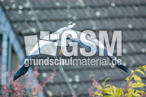 Graureiher (10 von 15).jpg